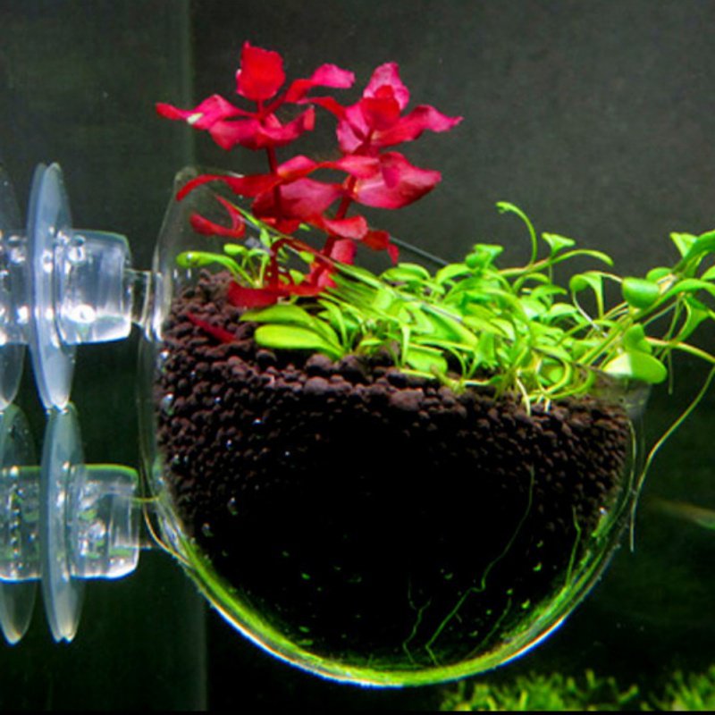 Aquarium Hanging Plant Pot Gla - مراجعة Aquarium Planted Seeds وسعره