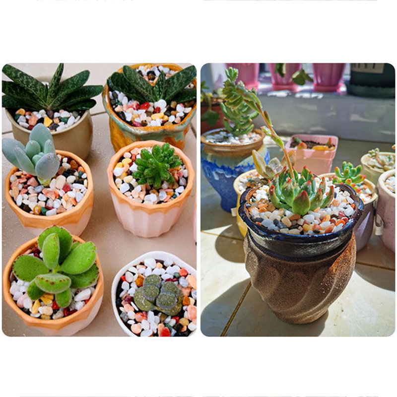 200~800g Fish Tank Decoration  - مراجعة Aquarium Planted Seeds وسعره