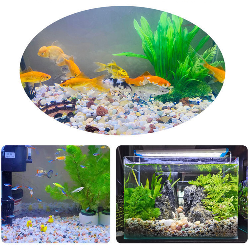 200~800g Fish Tank Decoration  - مراجعة Aquarium Planted Seeds وسعره