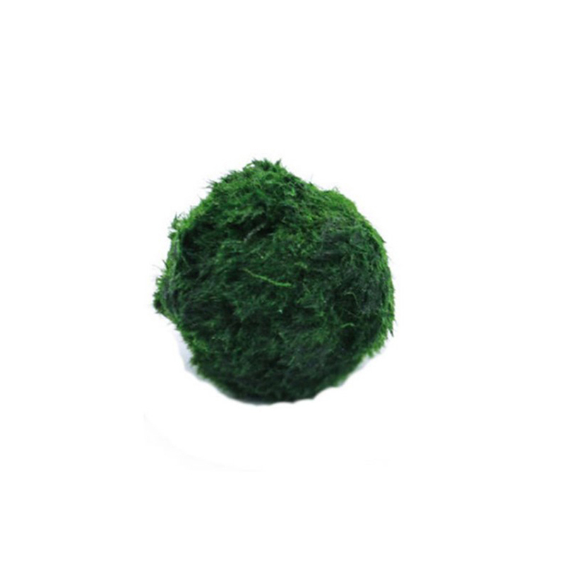 Live Marimo Moss Balls 3-4cm G - مراجعة Aquarium Plant Echinodorus وسعره