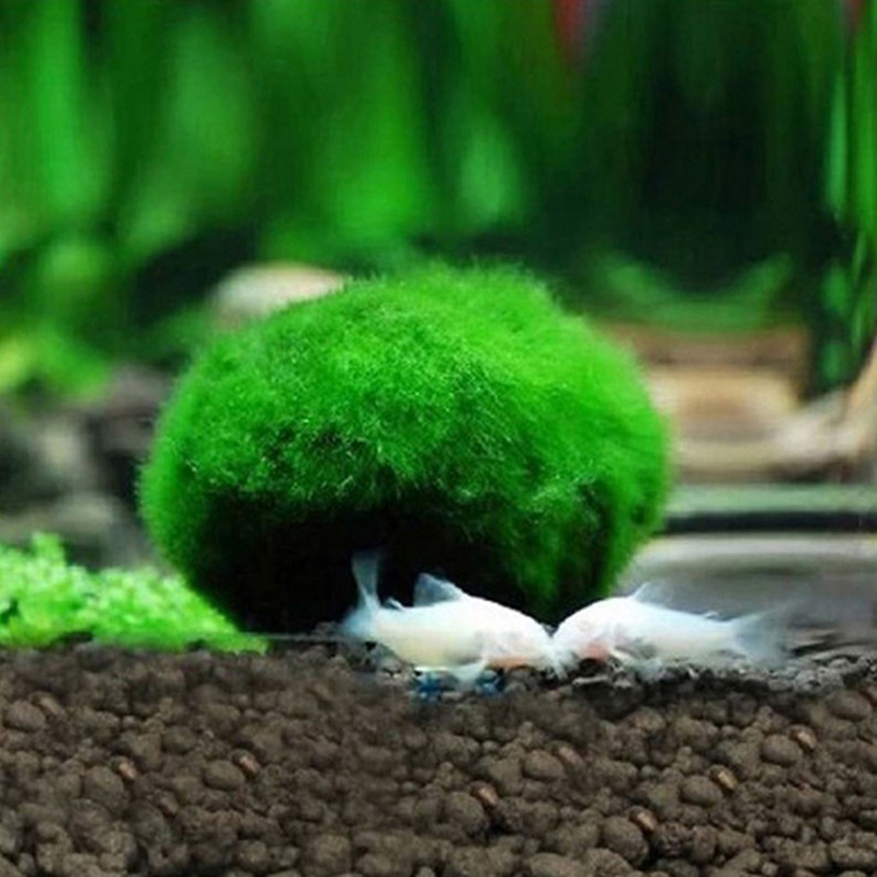 Live Marimo Moss Balls 3-4cm G - مراجعة Aquarium Plant Echinodorus وسعره