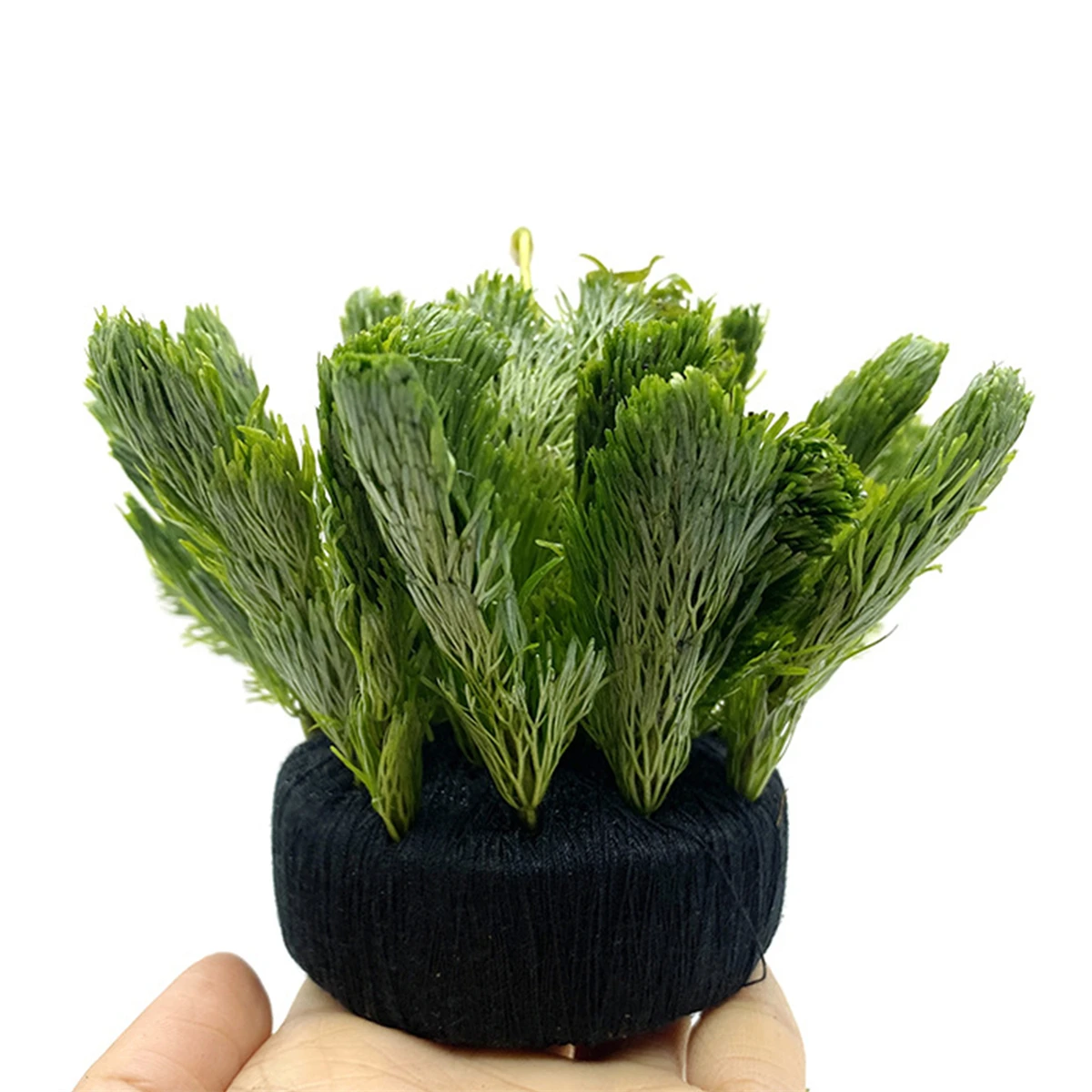 5Pcs Black Fish Tank Water Gra - مراجعة Aquarium Planted Substrate وسعره